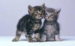 los gatitos son bonitos &iquest;no?